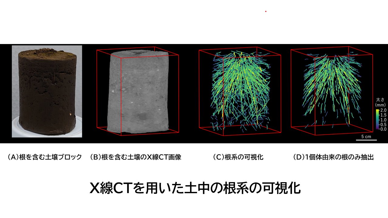 う02-020 標準原色図鑰全集 10 植物 II国立科学博物館 大井次