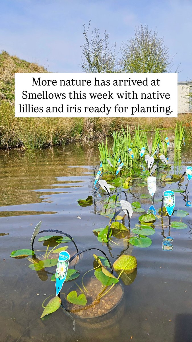 The clearing of debris is complete at Smellows and now comes the fun part - preparing for both humans and nature with planting and perhaps a little boat!