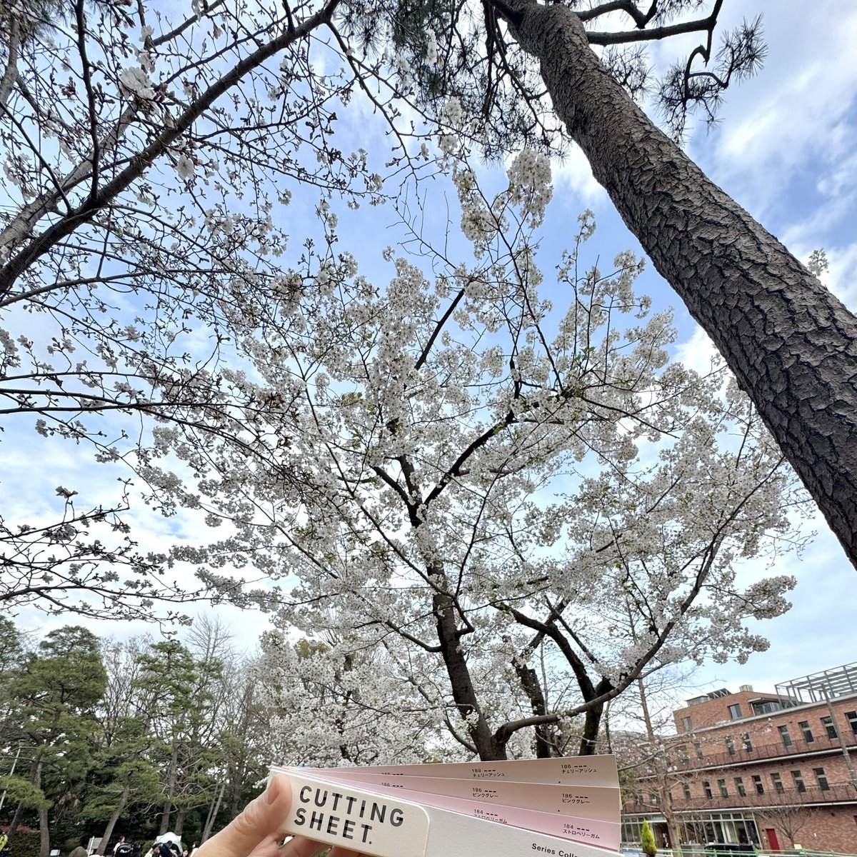 KiaiChemical's tweet photo. Cherry blossoms:)

TOKYO,
JAPAN

#桜 #さくら #cherryblossom 
#springcolors 
#lovecuttingsheet #カッティングシート #色見本帳 #lovecolors #playwithcolors #色遊び #colors #色 #色彩 #colorhunting  #エモい　#cuttingsheet #中川ケミカル #design #nakagawachemical #japan #tokyo https://t.co/UoGvcSHP2Q