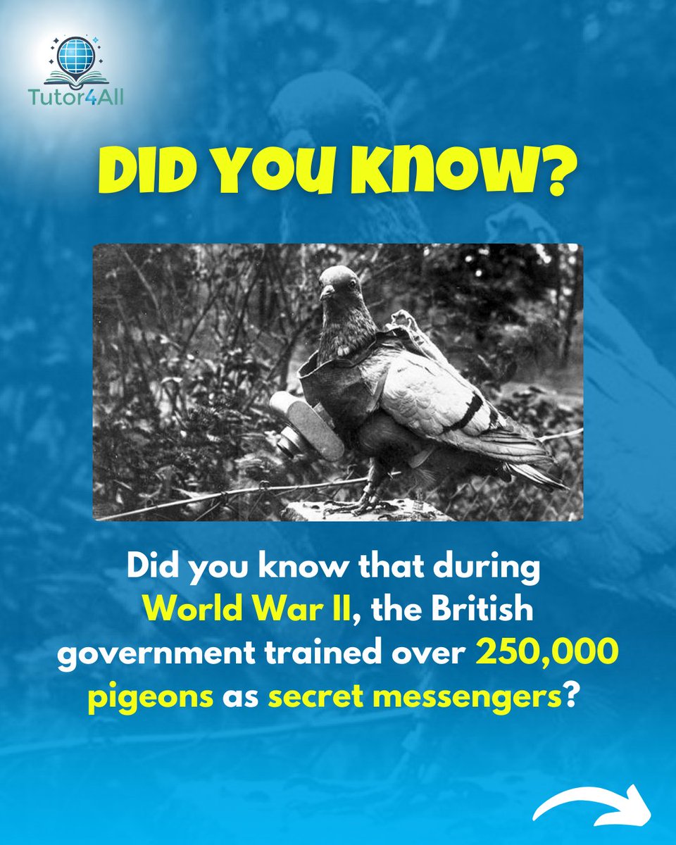 thetutor4all's tweet image. WWII’s Secret Spy Pigeons! 🕊️  
Over 250,000 pigeons delivered secret messages for the British. One, *Cher Ami*, saved 200 soldiers despite grave injuries—and earned a medal for bravery!

#Tutor4All #HistoryFacts #WWII #MilitarySecrets #DidYouKnow #FunFacts