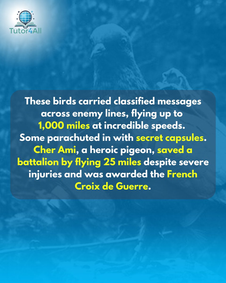 thetutor4all's tweet image. WWII’s Secret Spy Pigeons! 🕊️  
Over 250,000 pigeons delivered secret messages for the British. One, *Cher Ami*, saved 200 soldiers despite grave injuries—and earned a medal for bravery!

#Tutor4All #HistoryFacts #WWII #MilitarySecrets #DidYouKnow #FunFacts