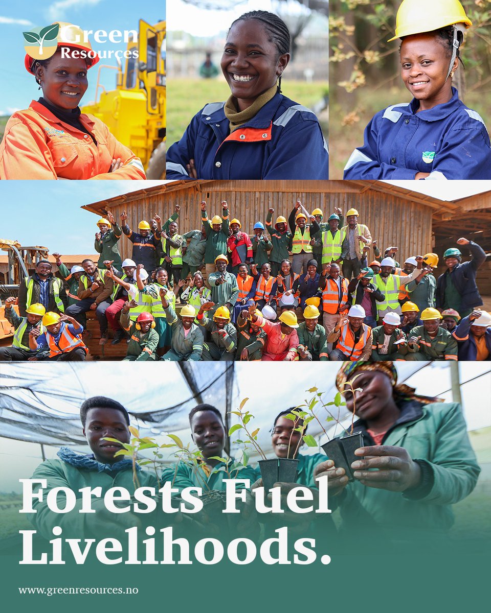 The timber sector provides 54.2 million jobs worldwide, with 13.2 million people employed formally and an additional 41 million working in the informal sector. Beyond sustainability, forestry is a key driver of economic growth and job creation empowering communities and