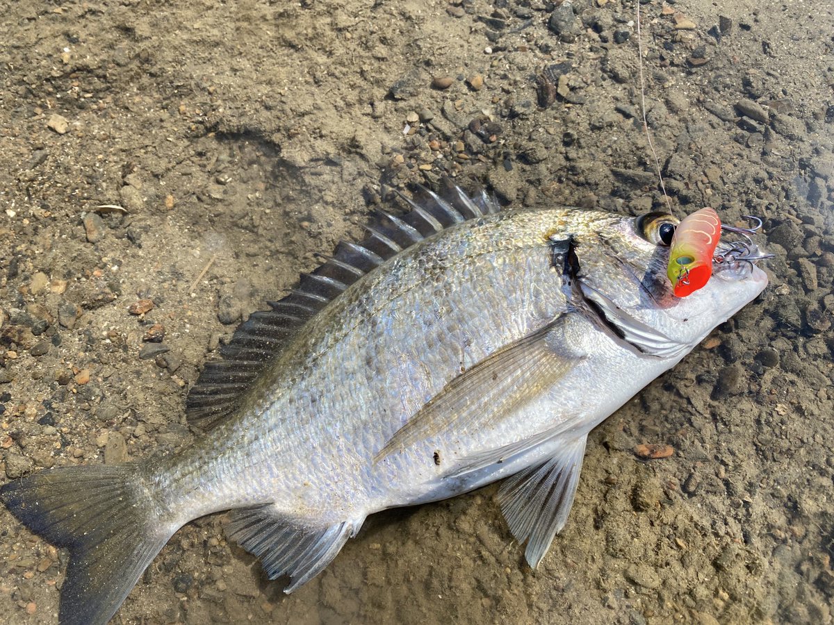 kazuking_wh's tweet photo. メガバス水砲
チヌトップ楽しすぎる…

ワラワラ出てくる😍

#megabass
#swinghot
#pr https://t.co/mn5TnuZ09w