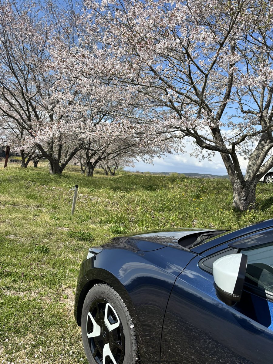 y_mazda2's tweet photo. やっと桜と写真撮れた😊
 #MAZDA2
  #桜と愛車 
 #withmazda https://t.co/ogwiYDrwtb