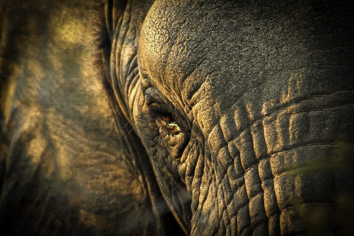 Similar to all animals, elephants have two eyes, but they are unique in having three eyelids. Along with the typical upper and lower eyelids, they feature a third eyelid that sweeps across the eye.

📸 @@safari_jono_pics 

#NambitiReserve #Nambiti #SouthAfrica #Africa #Safari