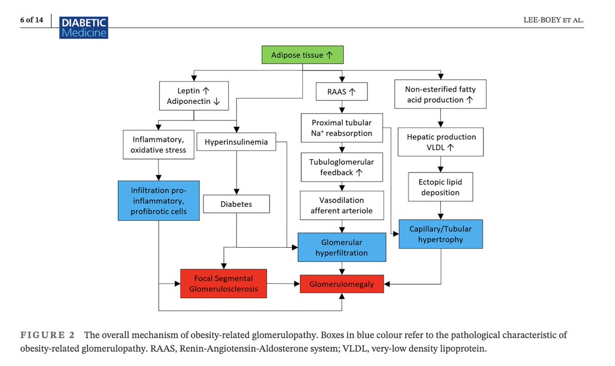 Prof Kamlesh Khunti (@kamleshkhunti) on Twitter photo Obesity-related glomerulopathy: How it happens and future perspectives
onlinelibrary.wiley.com/doi/10.1111/dm…
Our review led by <a href="/LeeLingLim1/">Lee-Ling Lim</a> and Jian-Wen Samuel Lee-Boey Obesity-related glomerulopathy: How it happens and future perspectives
onlinelibrary.wiley.com/doi/10.1111/dm…
Our review led by <a href="/LeeLingLim1/">Lee-Ling Lim</a> and Jian-Wen Samuel Lee-Boey