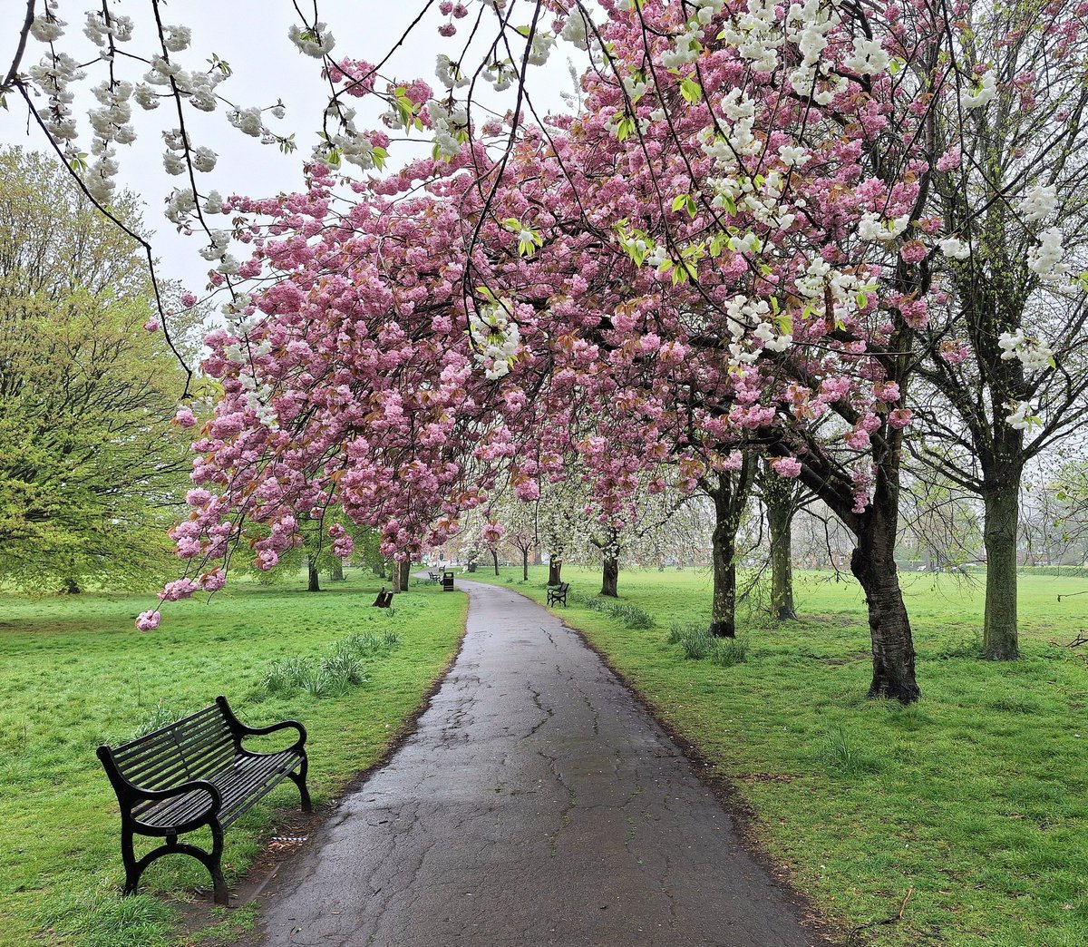 PhilBurkett's tweet photo. Good morning from a wet but spring-like #ElthamParkSouth 
"Spring in the air..
There's magic everywhere..
When you're young and in love"..
@ThisisEltham @ElthamMatters @SEninemag @ElthamCafe #SE9 #Eltham https://t.co/klOATAPw92