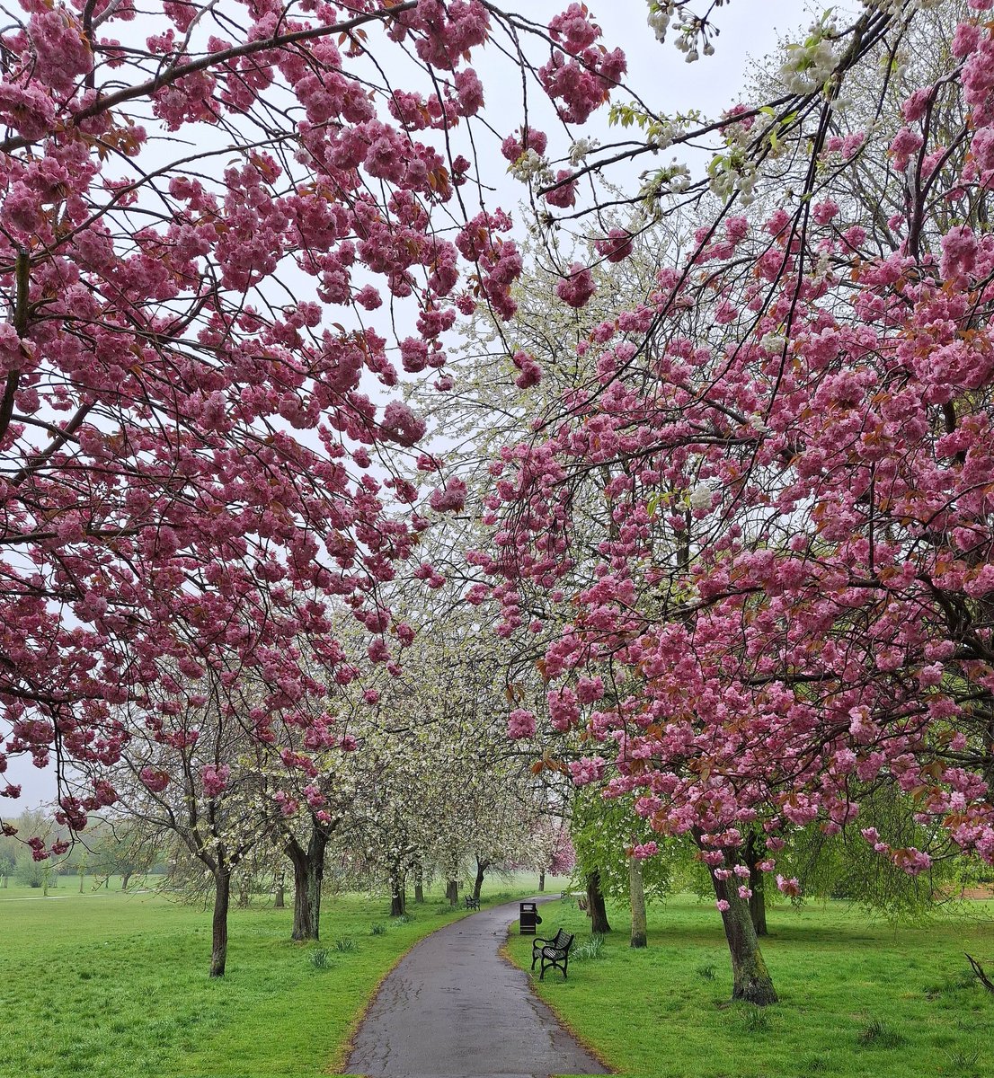 PhilBurkett's tweet photo. Good morning from a wet but spring-like #ElthamParkSouth 
"Spring in the air..
There's magic everywhere..
When you're young and in love"..
@ThisisEltham @ElthamMatters @SEninemag @ElthamCafe #SE9 #Eltham https://t.co/klOATAPw92