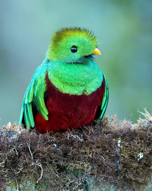 NguyenLy2339's tweet photo. Pharomachrus Mocinno 🐦
Photo: Milan Zygmunt.
 #everyone #NatureInDanger https://t.co/0ljlkMN4If