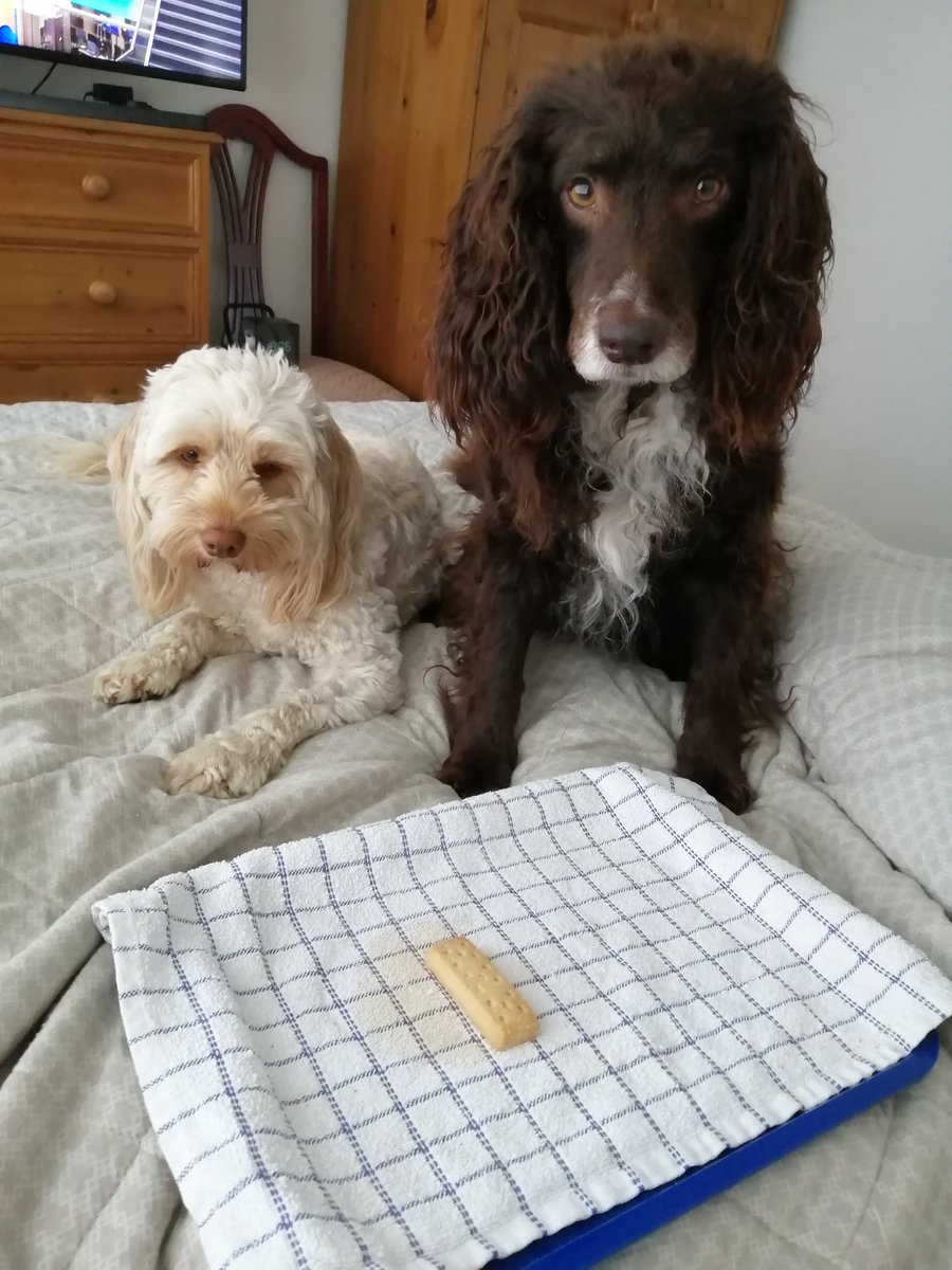 Temptation! Who will go for the biscuit first?