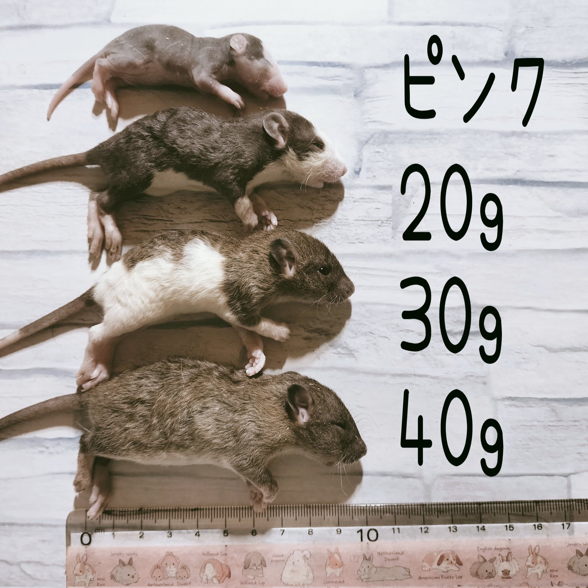 冷凍ラット 70~85g 30匹 ZOOE（ズーエ）冷凍ラット販売店 (@ZOOE_rat) / X