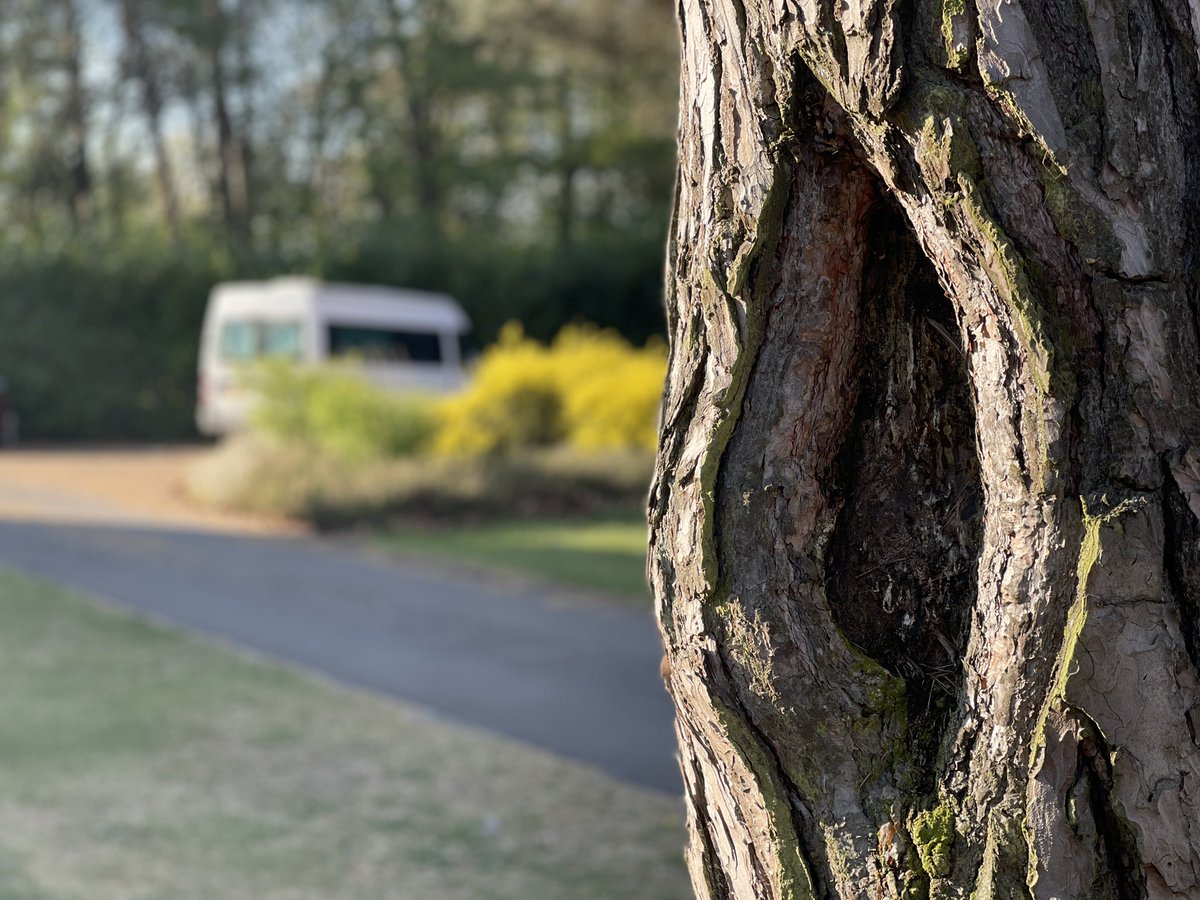 JLP_officialxxx's tweet photo. Various states of mouse with tree. https://t.co/OSKLNvysoS