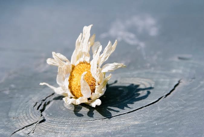 Görkemli bir çürüme biçimidir, “sanmak…”