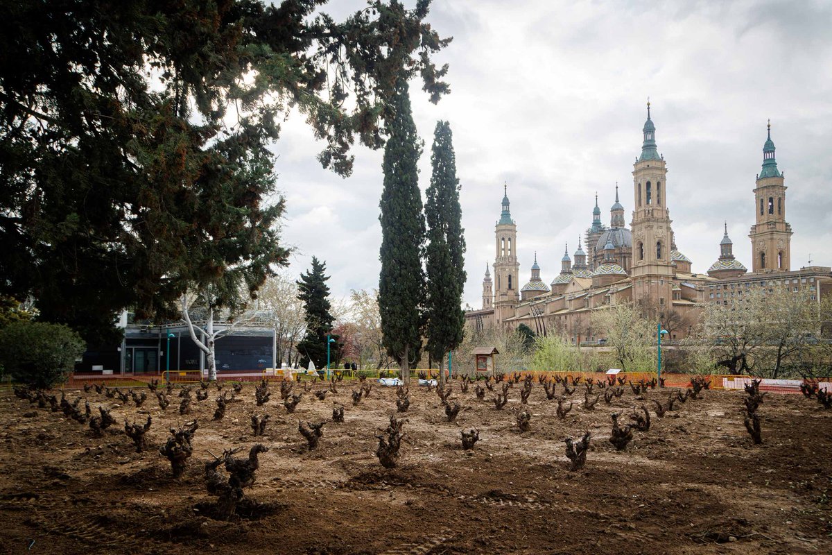 AyuntamientoZaragoza tweet media