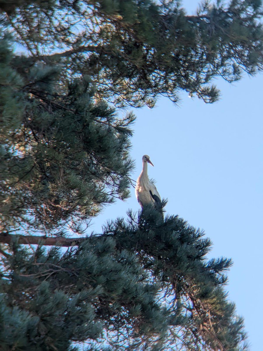 Birdblogger's tweet photo. Stork in Loch Ailort today and yesterday https://t.co/nUQXi2je0q