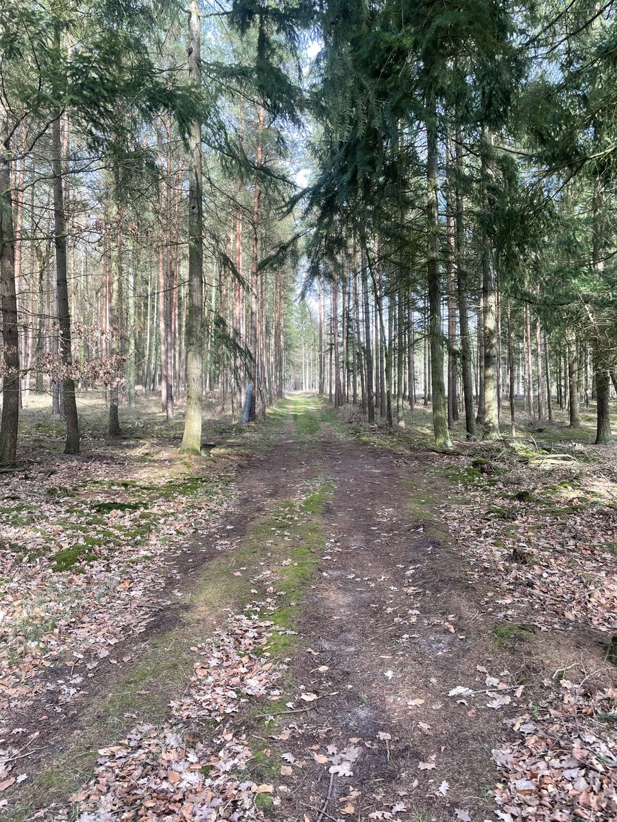 AndyAitcheson's tweet photo. OTD 15/04/45 Peter White led his platoon, into a block of woods near the small German village of Gross Eilstorf. About 1900hrs, as the sun was setting they ran into an ambush.  At less than 30yds range 3 men were hit, Peter narrowly avoided the same fate by inches. 

The location of the ambush has long fascinated me and working with @rentaquill we managed to track it down. 

If you join us and @bhltours in October we’ll follow Peters route to the ambush site. https://t.co/mD3b389Gjo