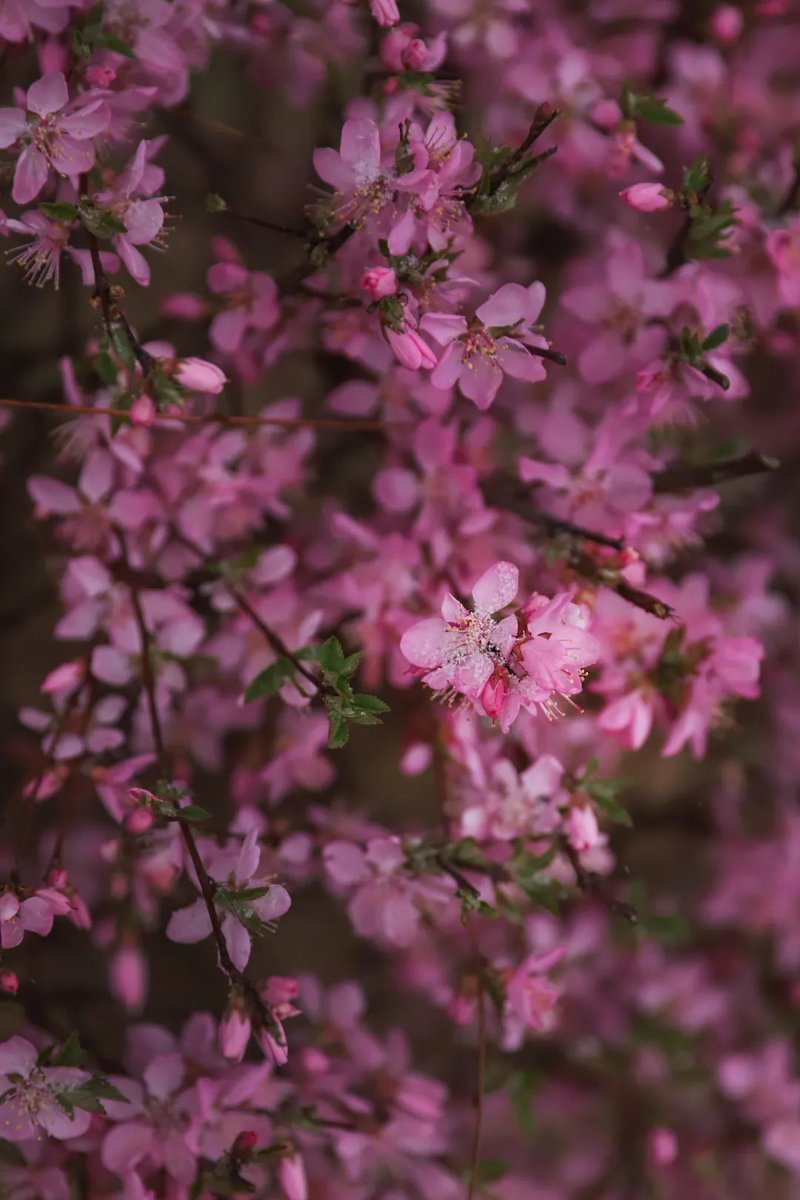 InnerMongoliaCN's tweet photo. When #snowflakes ❄️meet spring blossoms, magic happens!

In #Chifeng, Inner Mongolia, witness the dreamy dance of spring snow and blooming #flowers🌸– pure seasonal poetry. #SpringInInnerMongolia https://t.co/ndQ5fxU9CV