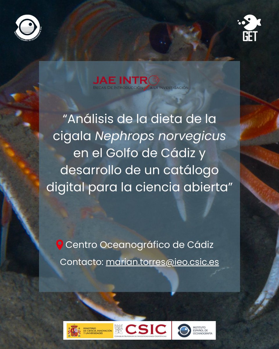 📍<a href="/IEO_Cadiz/">IEO Cádiz</a>
 
📄"Análisis de la dieta de la cigala (Nephrops norvegicus) en el Golfo de Cádiz y desarrollo de un catálogo digital para la ciencia abierta
 
 ✉️ marian.torres@ieo.csic.es
 
👤 <a href="/MA_Torres_Leal/">Marián Torres</a>