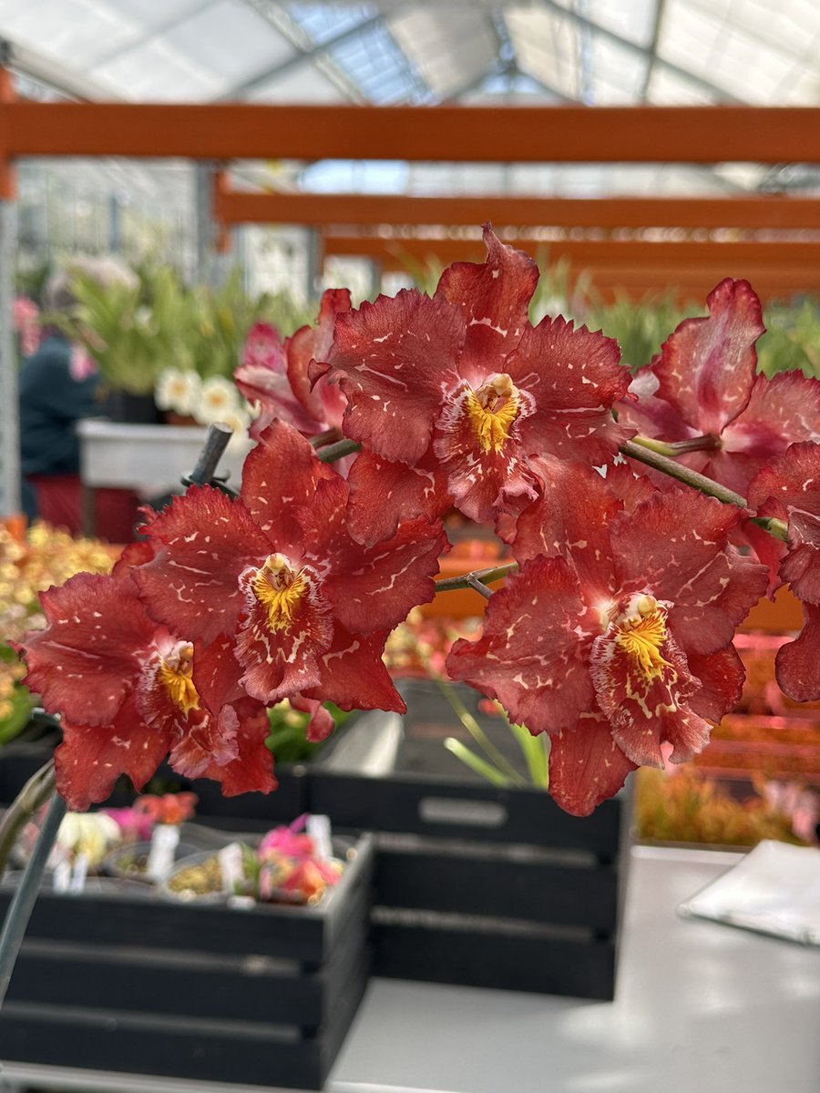 Oncidium URG (Guatavita x Susan Preston Richards) with red blooms and large frilled lip. 🌿

#orchids #orquídeas #nature #conservation