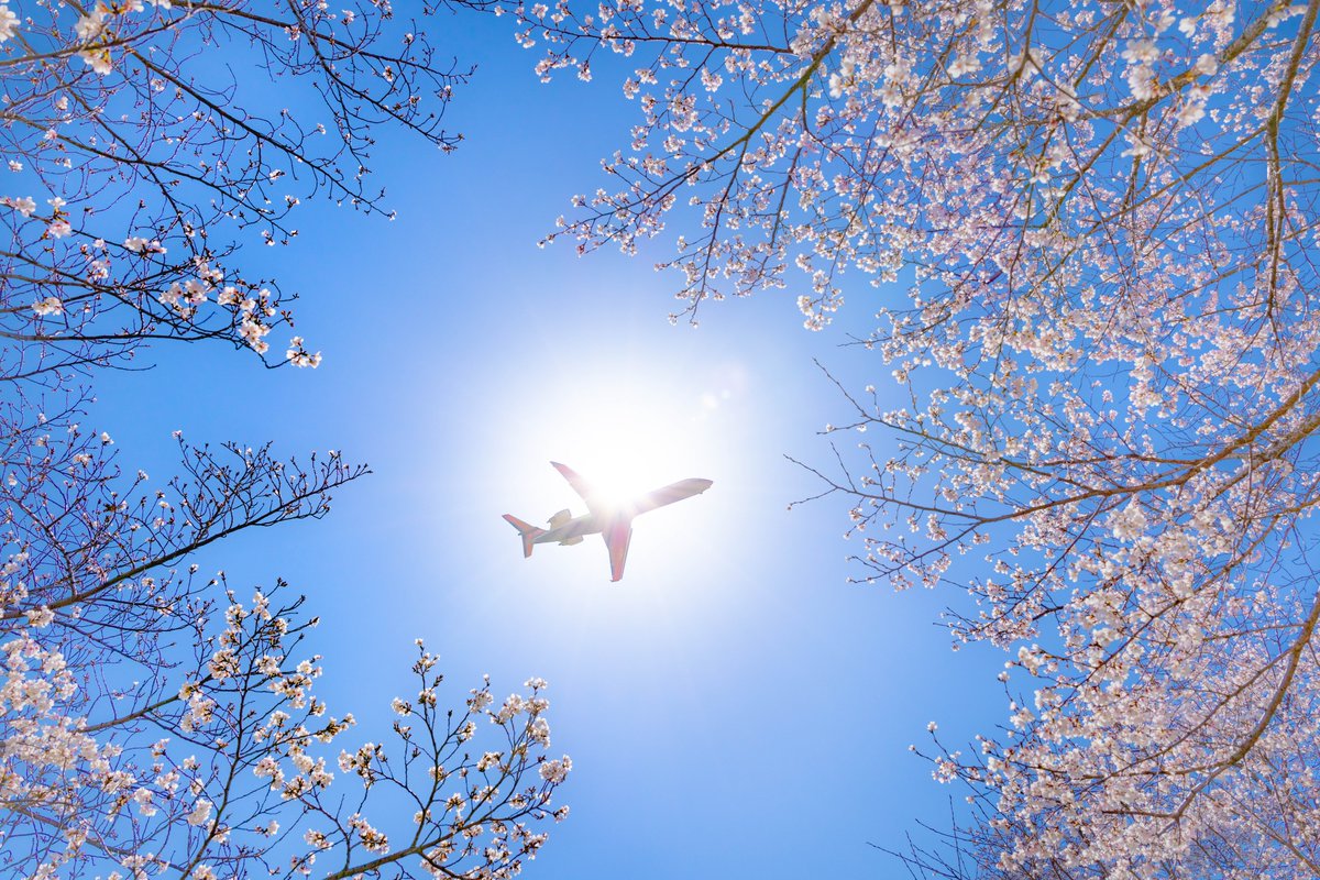 桜を求めて大阪に。

一気に開花が進んだ、晴れの1日でした。

#ファインダー越しの私の世界 #キリトリセカイ #photography　#桜　#飛行機　#大阪空港　#伊丹空港