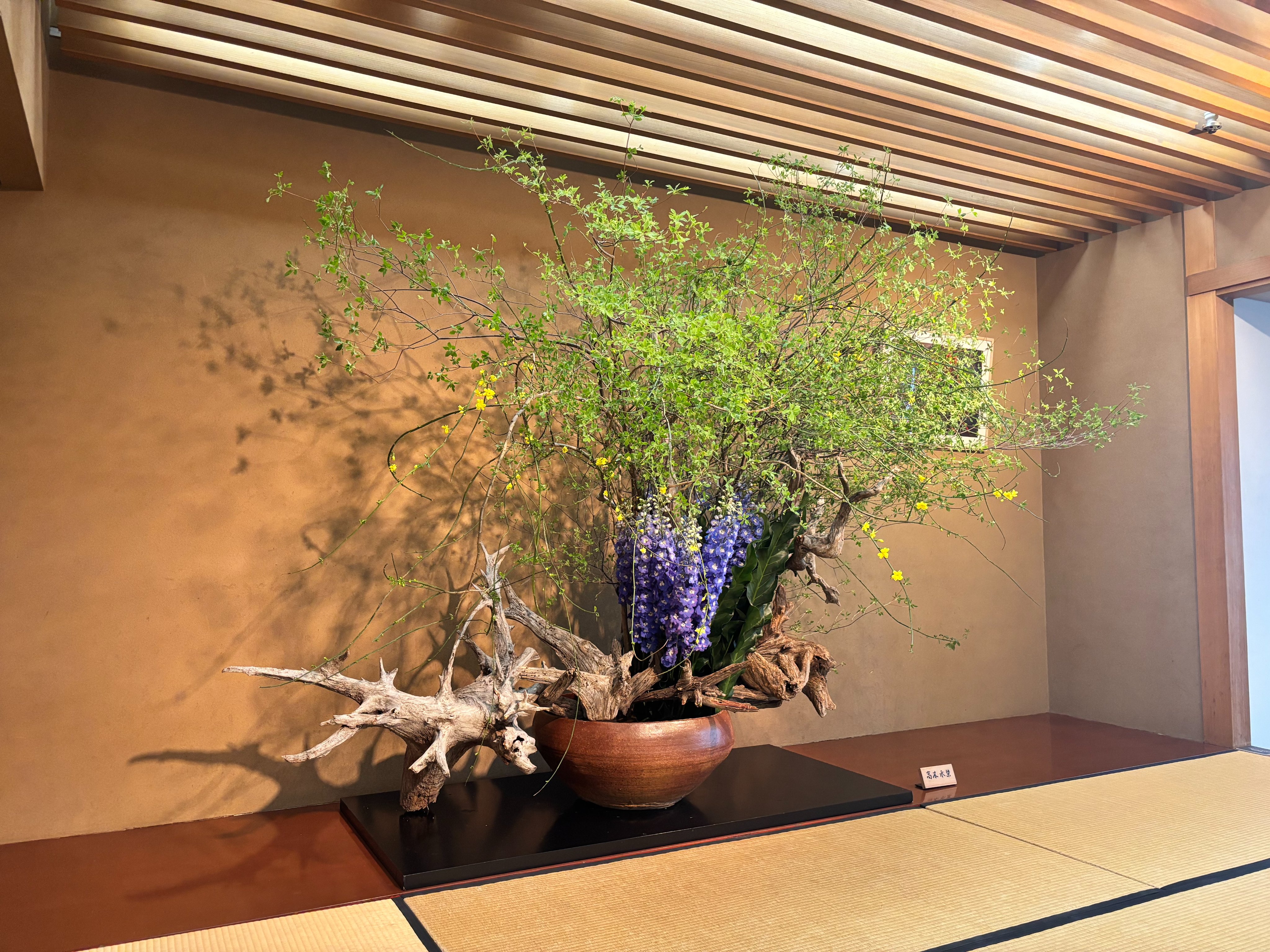 いけばな草月流 Ikebana Sogetsu - 勅使河原蒼風『樹獣』（1957