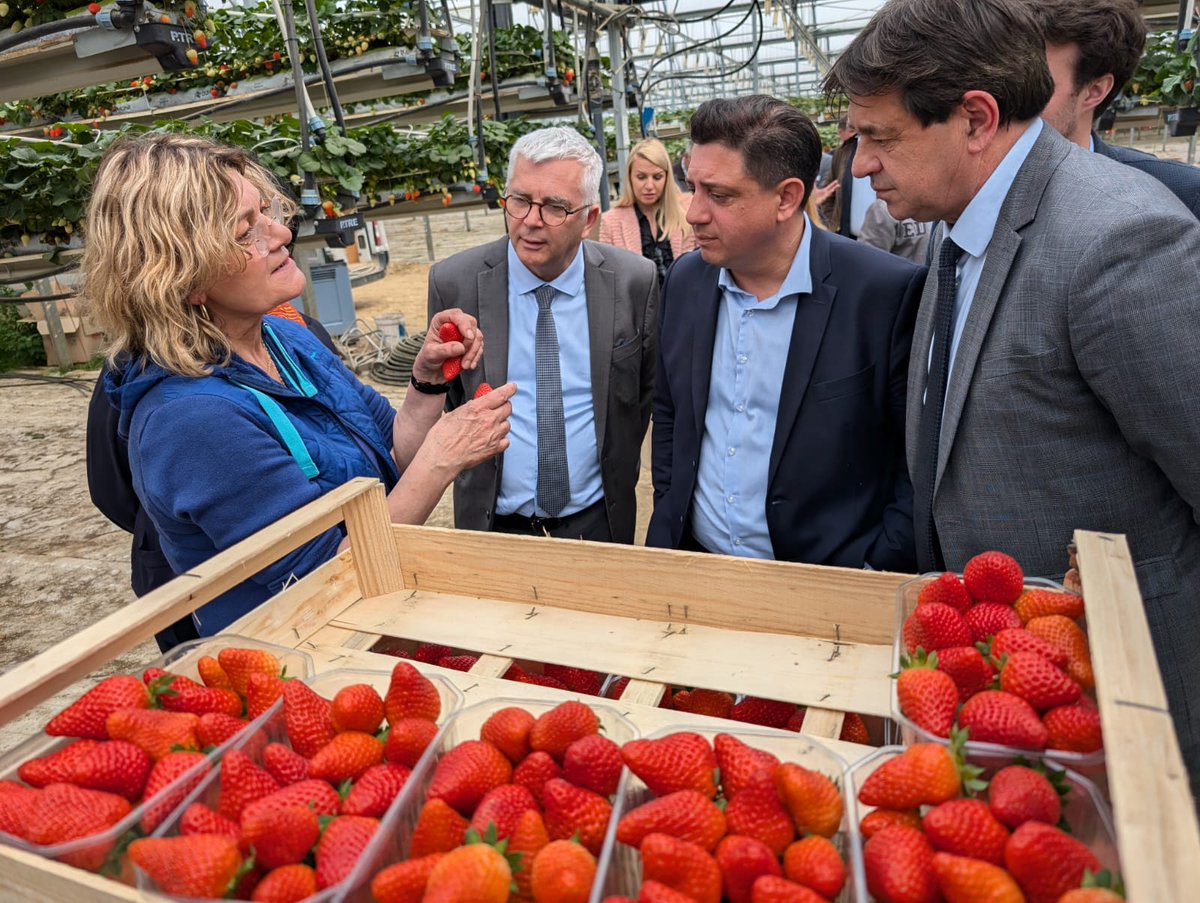 GuillaumeLEPERS's tweet photo. La filière française de la fraise, dont le 47 est le 1er producteur, est elle aussi confrontée aux conséquences de la surtransposition normative en matière d'usage des #phytosanitaires. Voter la #PPLDuplomb est une urgence vitale pour notre #agriculture et notre souveraineté ! https://t.co/ppnaHLT3om