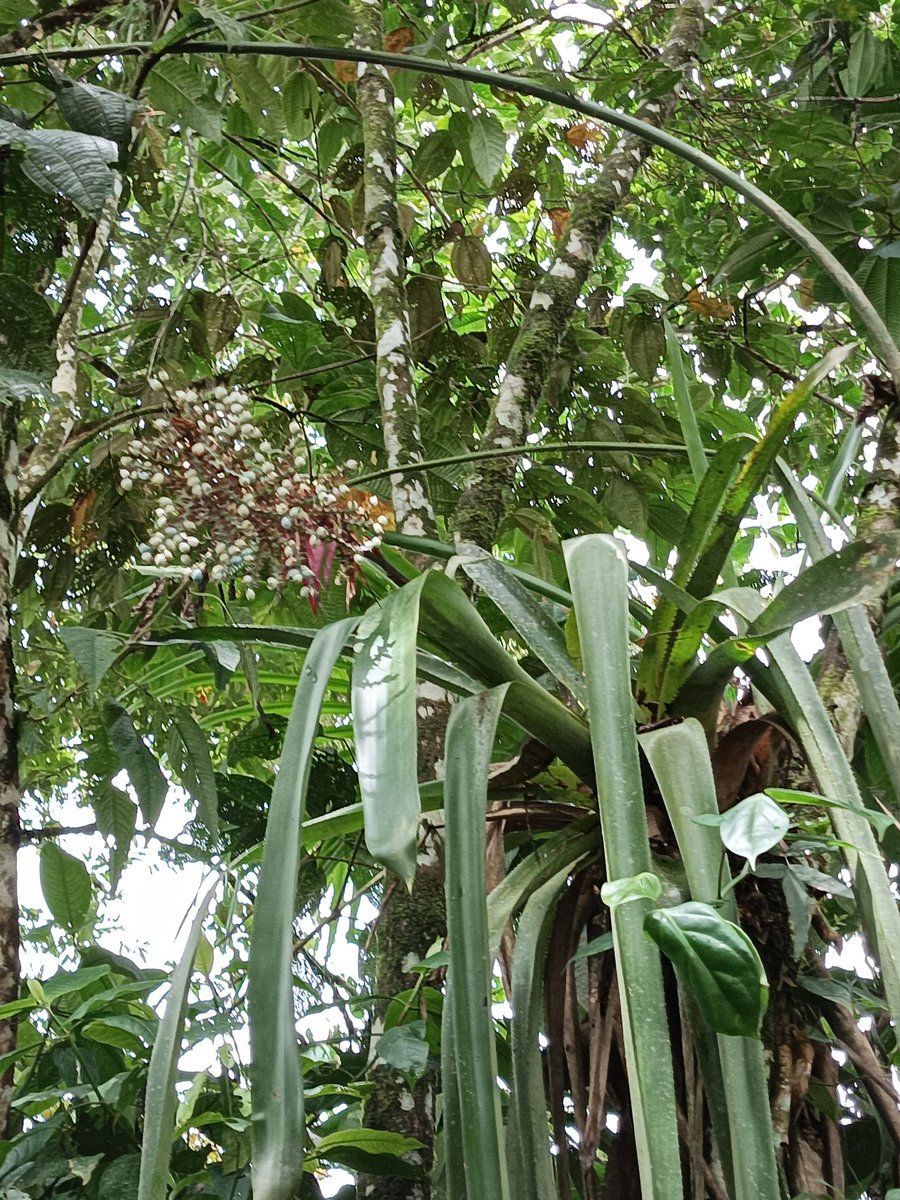 AmazonEcu's tweet photo. "Finca La Argentina is located in Puyo, in the Ecuadorian Amazon, at 950 meters above sea level, with a beautiful warm and humid climate." https://t.co/kQFhIuvZO3