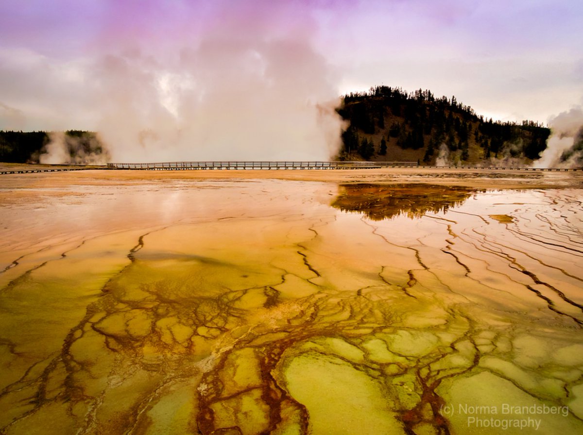 nbrandsberg's tweet photo. Grand Prismatic Spring, Yellowstone National Park should be on everyone's bucket place. A dangerous acid environment, but very beautiful!
#nationalparks #yellowstone #grandprismaticspring #Wyoming #travel #travelphotography #travelphoto #naturephotography @nbrandsberg https://t.co/TaYJAxaO5r