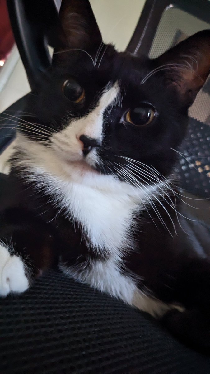 Kuro🦋 (@notokaykuro) on Twitter photo Good meowning. 🐈 Good meowning. 🐈