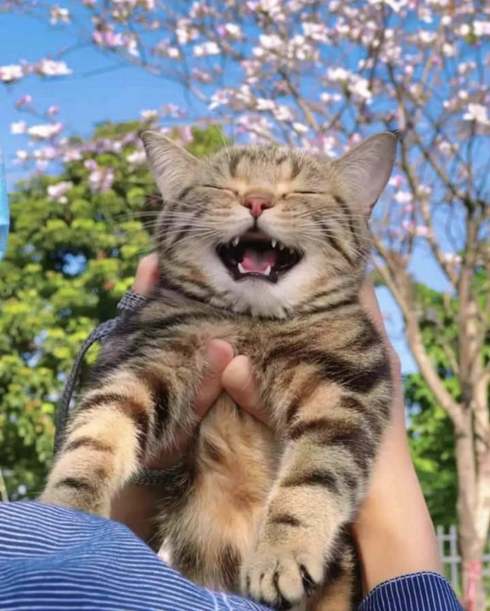 The Cats 𝕏 tweet media