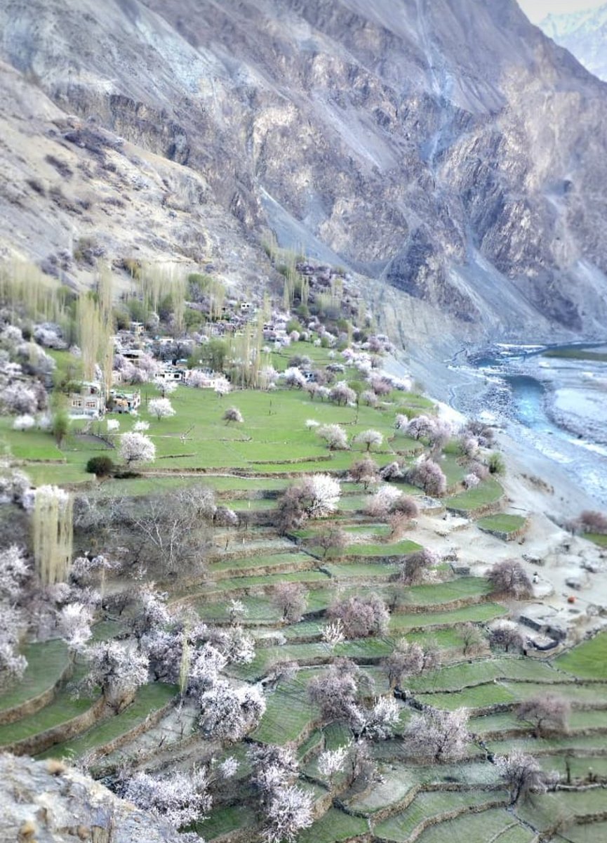 Apricot Blossoms in full bloom 
<a href="/LoC/">doggo</a> village- Tyakshi! Come
Explore nature's beauty,enjoy 
the village life, unique Balti
 cuisine &amp; culture. 
Support local homestay.