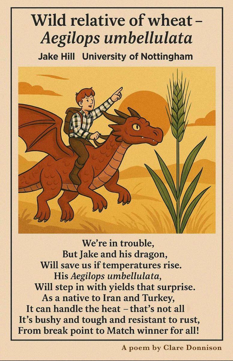 Surbhi Grewal (@surbhig6) on Twitter photo What a wonderful poem by <a href="/DonnisonClare/">Clare Donnison</a> on Jake’s talk on heat tolerance in Aegilops umbellulata <a href="/MonogramUK/">Monogram Network</a> <a href="/ibers_aber/">IBERS - Aber</a>
<a href="/UoNBiosciences/">UoNBiosciences</a> <a href="/UoNresearch/">Nottingham Research</a> <a href="/nottm_bbsrc_dtp/">Nottingham BBSRC DTP</a> <a href="/Notts_WRC/">Wheat_ResearchCentre</a> <a href="/the_jake_hill/">Jake Macnamara-Hill</a> What a wonderful poem by <a href="/DonnisonClare/">Clare Donnison</a> on Jake’s talk on heat tolerance in Aegilops umbellulata <a href="/MonogramUK/">Monogram Network</a> <a href="/ibers_aber/">IBERS - Aber</a>
<a href="/UoNBiosciences/">UoNBiosciences</a> <a href="/UoNresearch/">Nottingham Research</a> <a href="/nottm_bbsrc_dtp/">Nottingham BBSRC DTP</a> <a href="/Notts_WRC/">Wheat_ResearchCentre</a> <a href="/the_jake_hill/">Jake Macnamara-Hill</a>