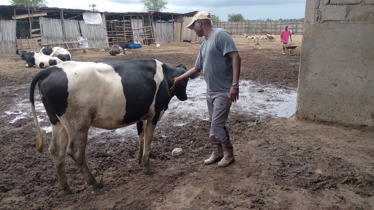 A cow is not just an animal, it is my culture, my identity. Whoever kills a Banyamulenge cow, kills his/her culture. Stop killing and looting the cow, protect a people and their culture. Inka n'umuco wacu, tuwishimire!