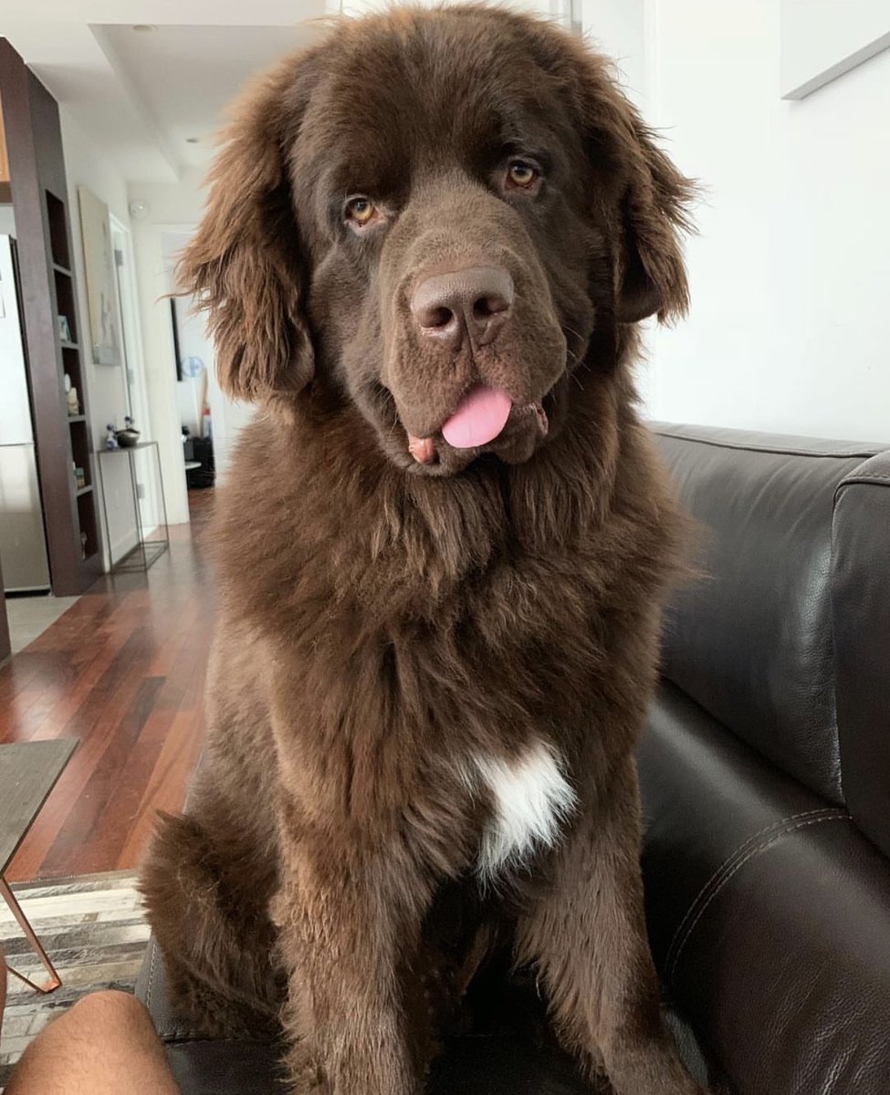 My little furball 🐻 is growing up so quickly it’s crazy !! Feels like just few months ago he was 23 lbs and now he’s a mammoth at 123lbs and growing 😆 when he turns 2 years next month I want to begin the therapy dogs process  🏥 does anyone have any recommendations for a vet?