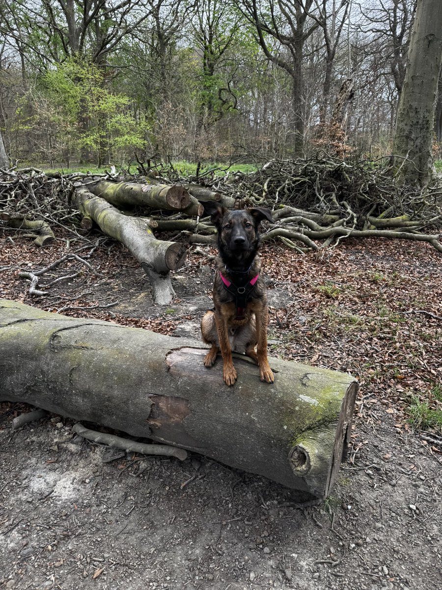 X may not be the place it was but one of the accounts I will always stay on here for is <a href="/DC_PoliceDogs/">DC_Police Dogs ( Puppy Development Program)</a> 

Just watching the videos and how Paul interacts and guides the pups has taught me so much for bringing up my latest pup. Just a brilliant source of knowledge and insight. 👏