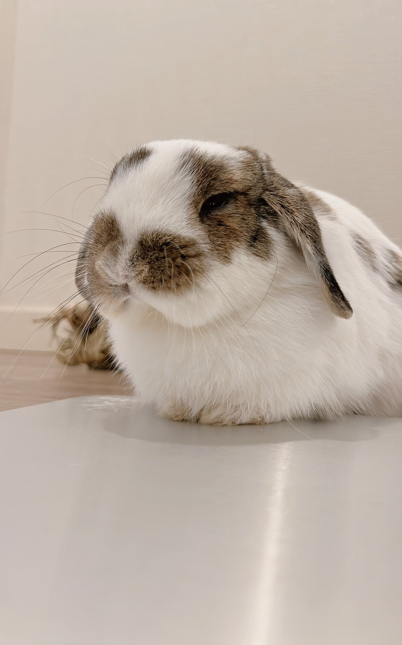 うさぎのうさじ on X: うさぎのうさじ on X: