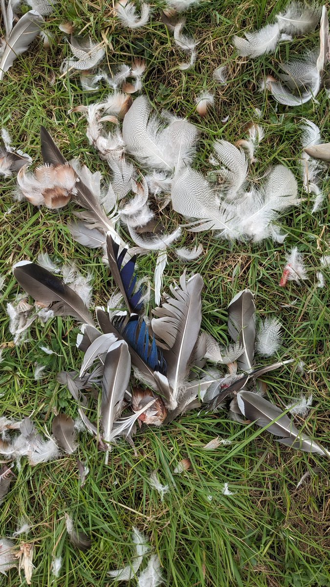 Robin Morrison tweet media