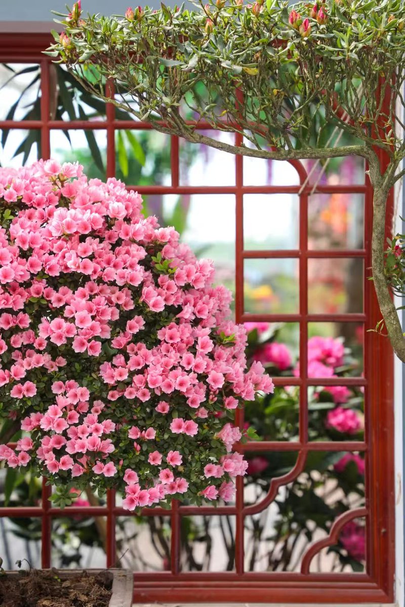 iRizhao's tweet photo. 🌅The 7th China (Rizhao) Azalea Festival is here.
📅From April 26 to May 11
✅Nearly 100,000 azaleas
✅Flower exhibitions
✅Gardening
✅Cultural activities
#Rizhao #Shandong #RizhaoInBloom #flora #nature #flower #SpringTourChina https://t.co/9qtbzpRjHX