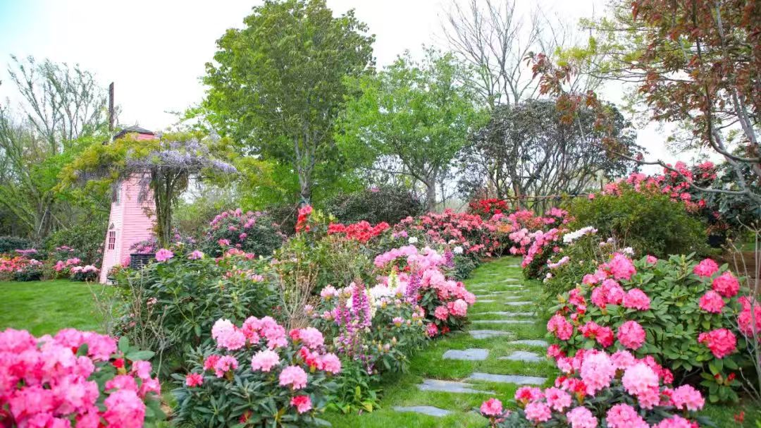 iRizhao's tweet photo. 🌅The 7th China (Rizhao) Azalea Festival is here.
📅From April 26 to May 11
✅Nearly 100,000 azaleas
✅Flower exhibitions
✅Gardening
✅Cultural activities
#Rizhao #Shandong #RizhaoInBloom #flora #nature #flower #SpringTourChina https://t.co/9qtbzpRjHX