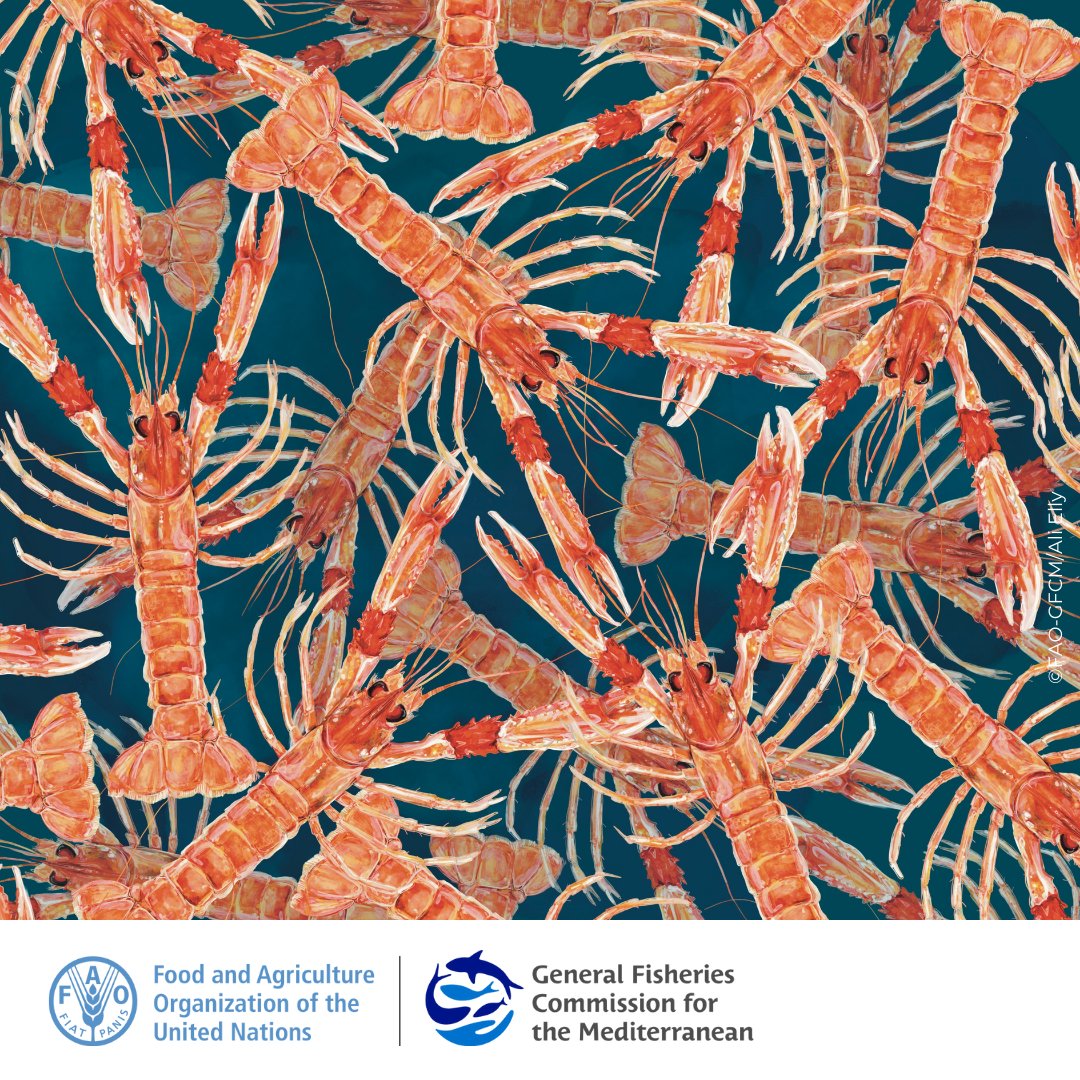 Norway #lobster lives at depths of 20–500m and is one of the most important crustaceans in the Mediterranean.

This week, the Working Group on Stock Assessment of Demersal Species is meeting to conduct a benchmark assessment of this species.

#GFCM_SAC #SustainableFisheries
