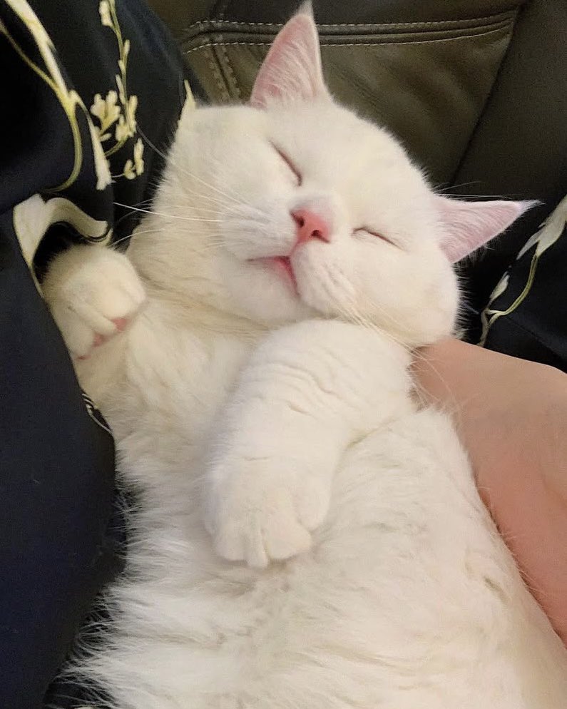 ͏͏  
                  
͏͏    
           we were productive for today! finally got these two makulits groomed (and yes, alea’s asleep yet again) 😆
                
͏͏
͏͏