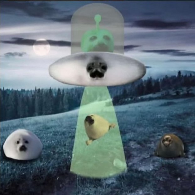 NOELLE 🦭 tweet media