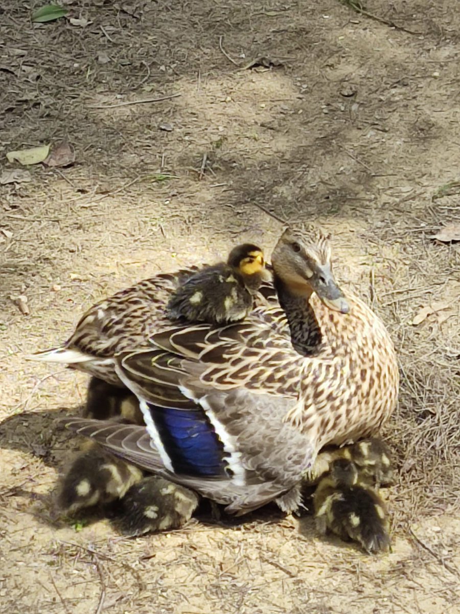 Como cada primavera, la fauna del Real Alcázar aumenta su población de forma significativa en estas fechas. En la imagen, algunos de nuestros nuevos vecinos. Jardín Inglés, Real Alcázar de Sevilla