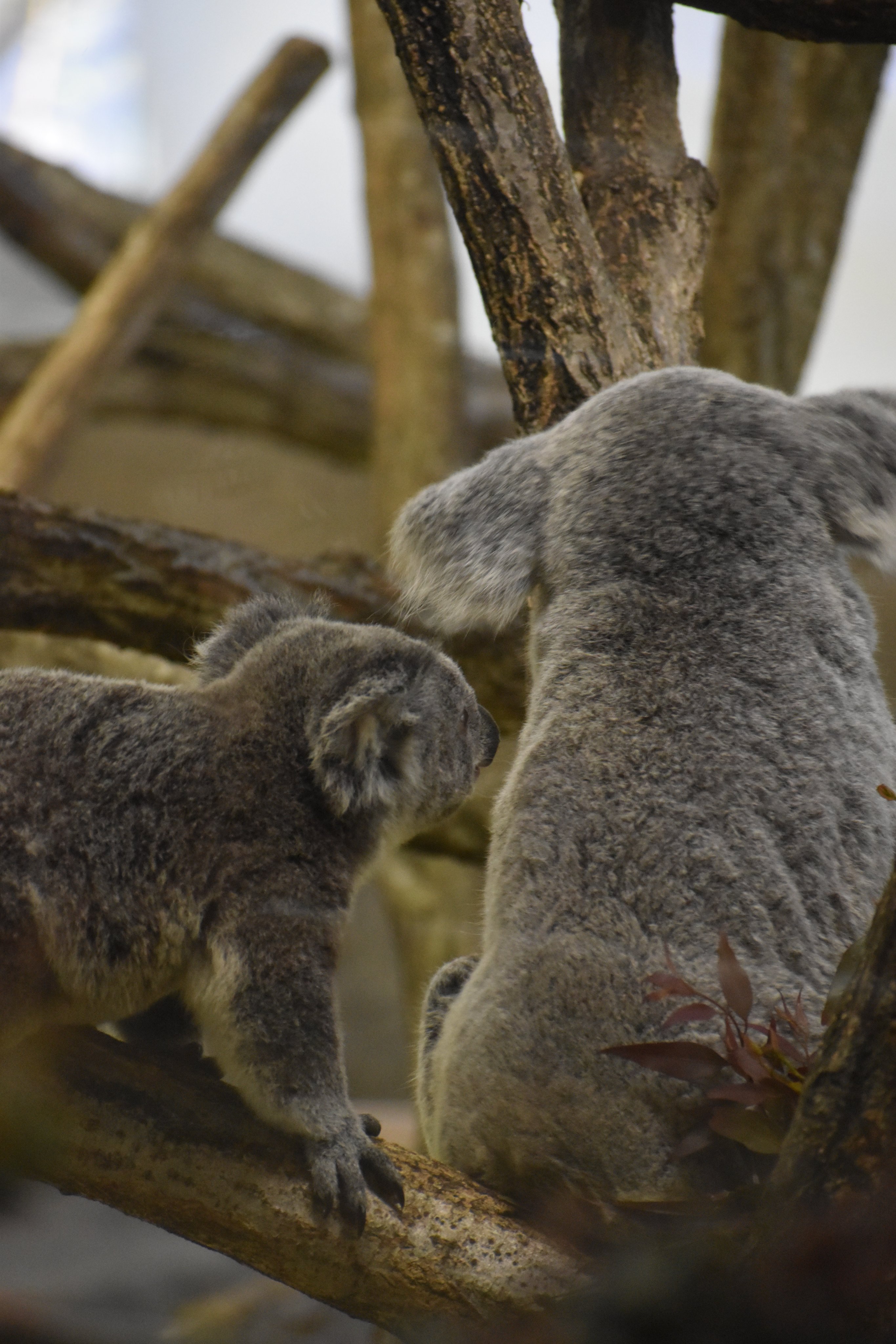 横浜市立金沢動物園【公式】 on X: 横浜市立金沢動物園【公式】 on X: