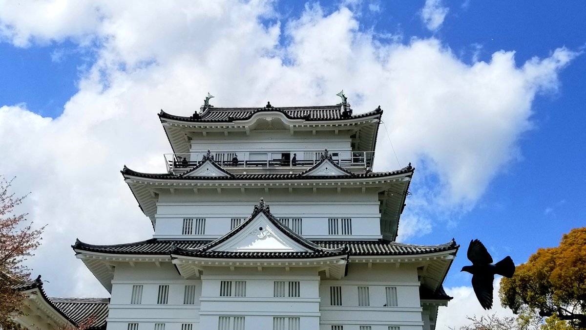 小田原城が美しかった🏯🌸🕊️