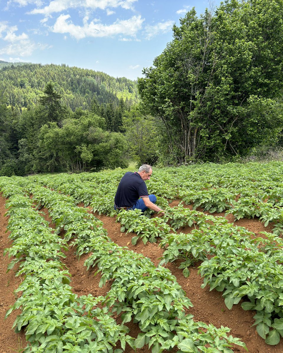 Looking back to last year when we planted our Colomba variety in Serbia. 🥔 

This high-yielding, easy-to-grow potato is a low-calorie choice that satisfies the increasing demands of consumers. 🌱