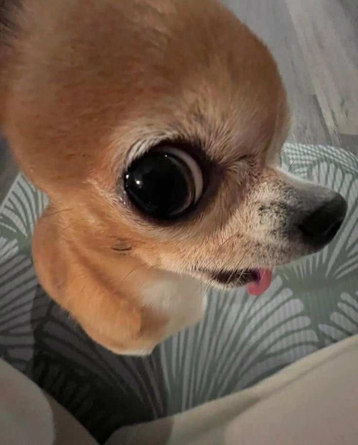 취준? 어학공부?
무슨 소리를 하는 거야, 꿈꿨어?
내가 세계정복하는 거 안 도와줄 거야?