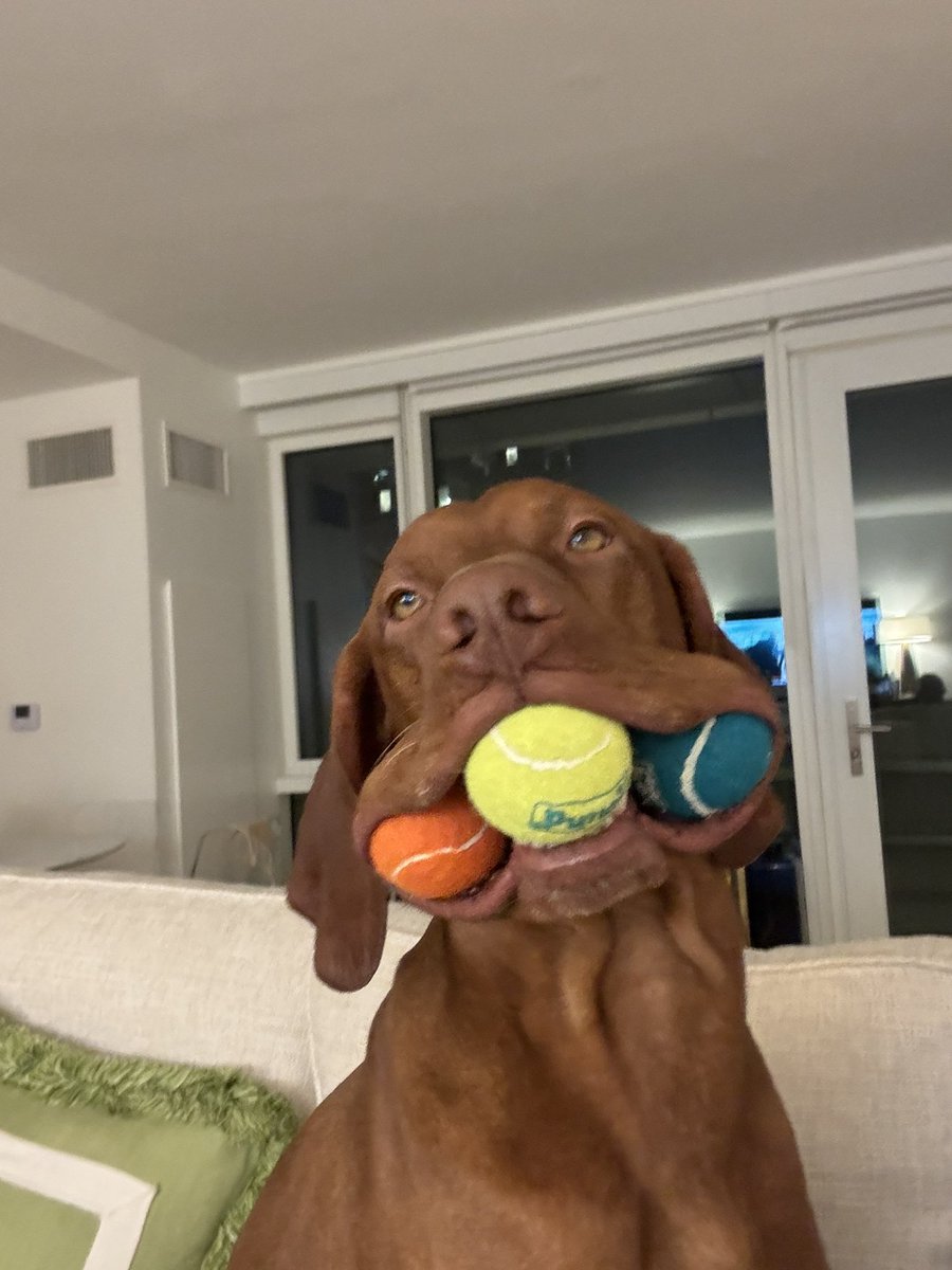 DanaPerino's tweet image. He got to four last night. The fourth is hidden inside.