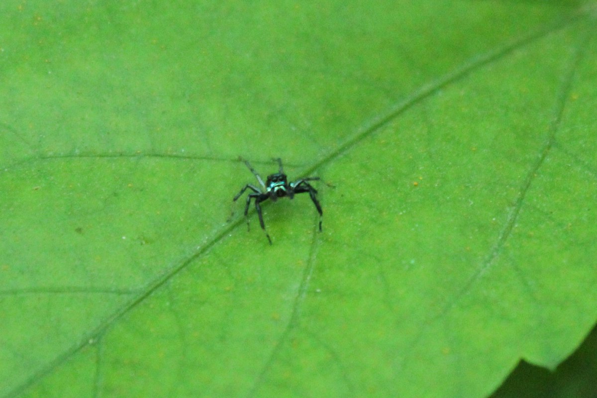 ShotbySriram's tweet photo. Same spider, new outfit - black legs this time.
#photography #IndiAves #ThePhotoHour #MacroHour #phintella #shotbysriram https://t.co/J1P9h5u14a