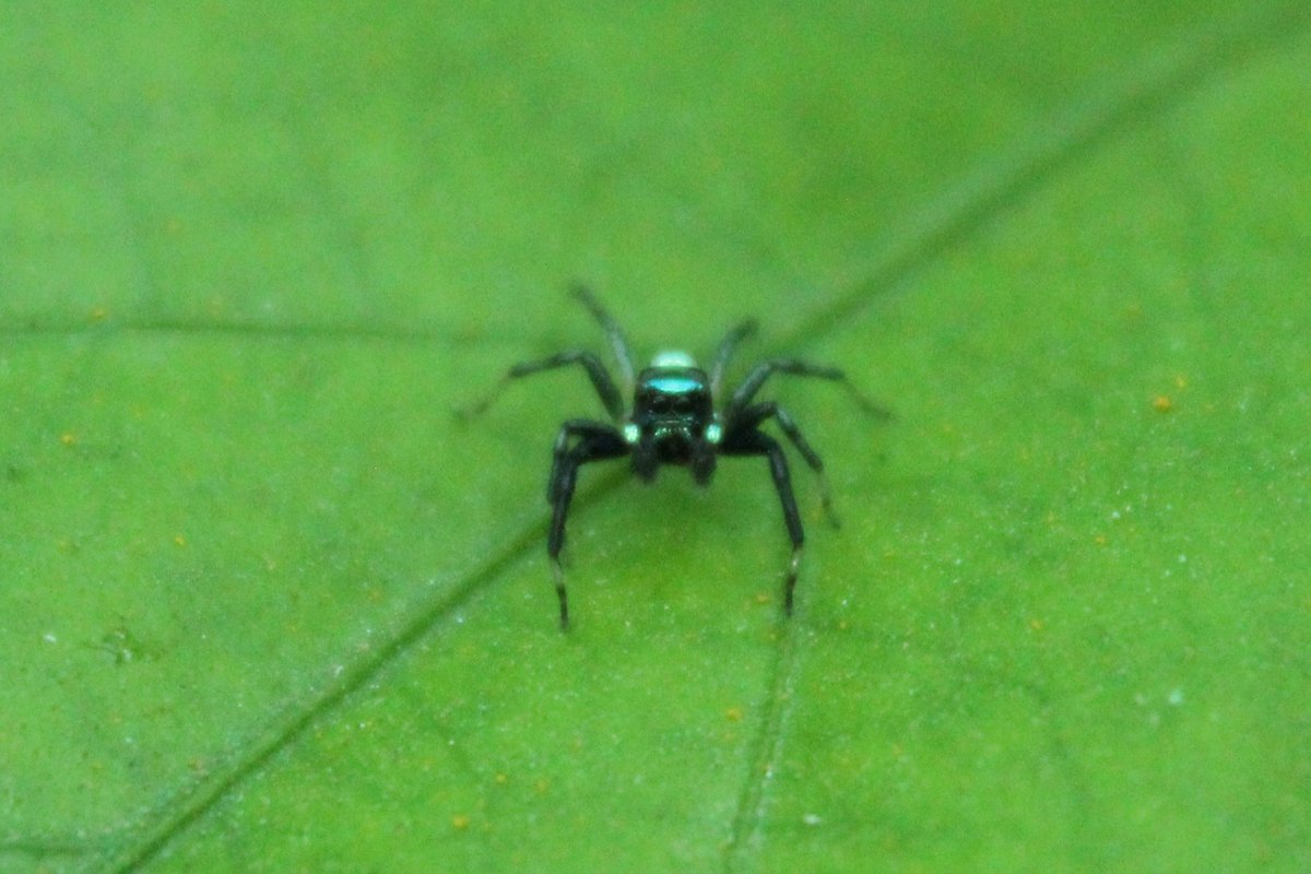 ShotbySriram's tweet photo. Same spider, new outfit - black legs this time.
#photography #IndiAves #ThePhotoHour #MacroHour #phintella #shotbysriram https://t.co/J1P9h5u14a
